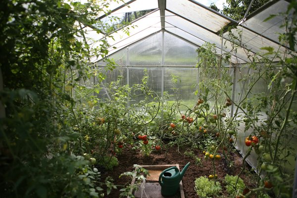 What Are the Most Effective Strategies for Growing Tomatoes in a UK Greenhouse?