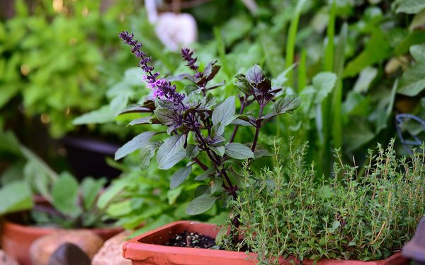How to Set Up a Container Herb Garden on a UK Apartment Balcony?